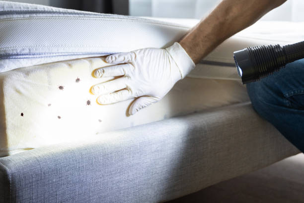 Trusted Buchanan, VA Pest Control Experts