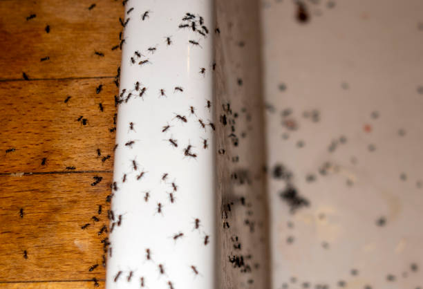 Best Exterminator Services  in Buchanan, VA