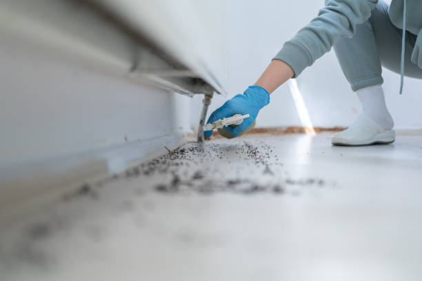 Best Wasp Removal Services  in Buchanan, VA